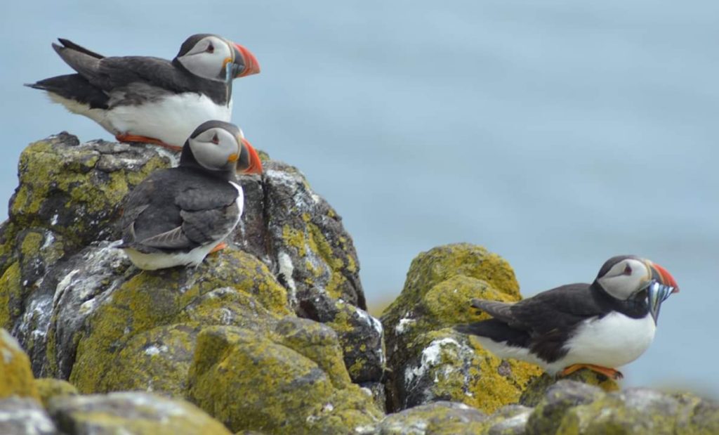 two puffins on lichen covered rock