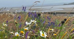 Wildflower Meadow, Cramond