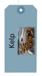 Badderlocks - Kelp