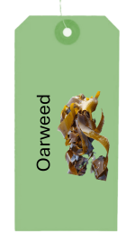 Carl tangle - Oarweed