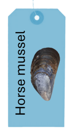 Clappy Doo - horse mussel