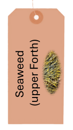 Feamainn- seaweed