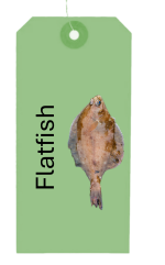 Flattie - Flatfish