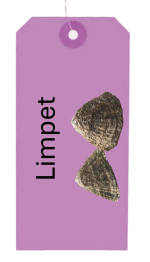 Flither - limpet