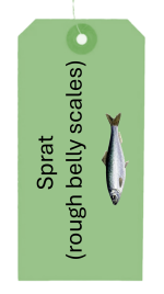 Garvie - sprat