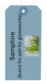 Glasswort - Samphire