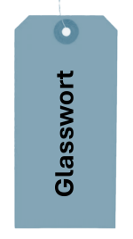 Glasswort