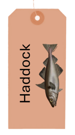 Haddie - Haddock