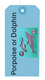 Herring-hog - porpoise or dolphin