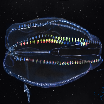 Northern comb jelly - Levente Magyar