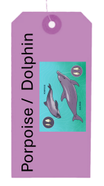 Mere-swine - porpoise or dolphin