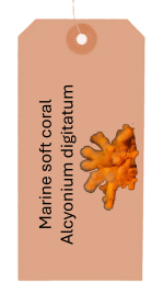 Mermaid glove - marine soft coral
