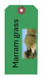 Nairae Bent - Marram Grass