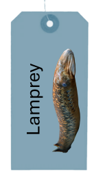 Nine-e-ed eel - lamprey
