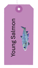 Parr - Young Salmon