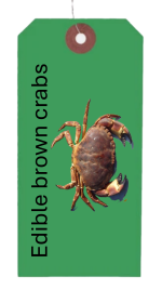 Partans - edible brown crabs