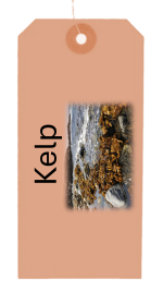 Sea Grape - Kelp