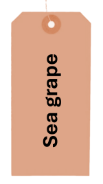 Sea Grape