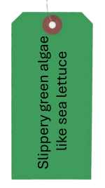 Slake - slippery green algae