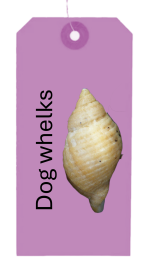 Snottery Buckies - Dog Whelk