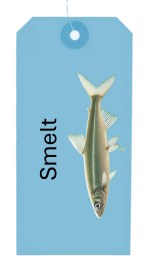 Sparling - Smelt