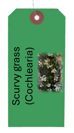 Spoonwort - Scurvy Grass