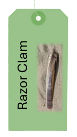 Spoot - Razor Clam