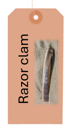Spout Fish - Razor Clam