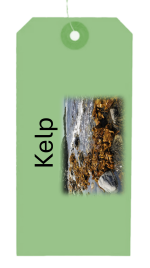 Tangle - Kelp